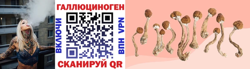 mega tor  Пикалёво  Галлюциногенные грибы GOLDEN TEACHER 